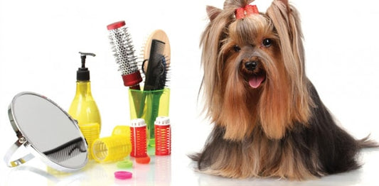 Curso de estetica Canina